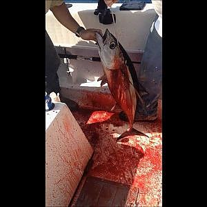 Monterey Tuna fishing 2012