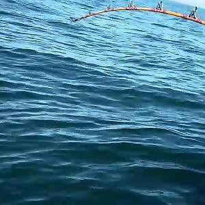 Yellowtail Tuna Fishing 1