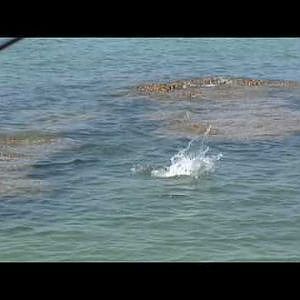 BARRAMUNDI FISHING AT THE BEACH6