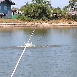 Barramundi Popping Fishing in Thailand- Bkk Fishing Tour- BKKGUY
