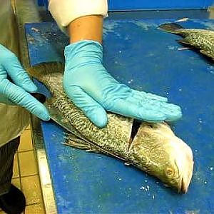 How to fillet a fish - Barramundi