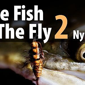 The Fish & The Fly 2 Nymphs