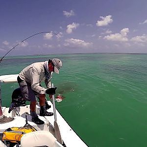 Giant Trevally attacked by Barracuda