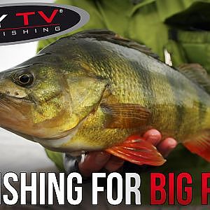 FLY TV - Fly fishing for big Perch