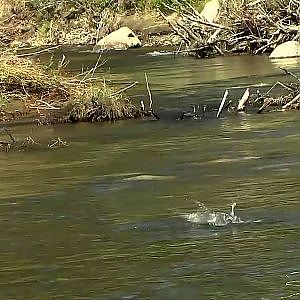 Dry Fly Fishing - Up Stream Presentations