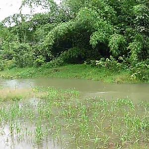 Fly fishing for Hampala Barb deep in the jungles of Thailand