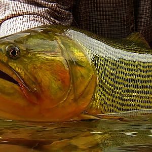 Backcountry Golden Dorado by Todd Moen - Argentina Fly Fishing