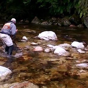 Big Browns in high water, Fly fishing South Island NZ