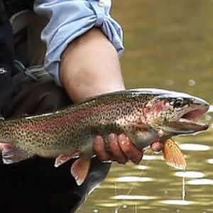 Alaska Fly Fishing - Rainbow Trout (2/3 - 1080p HD)