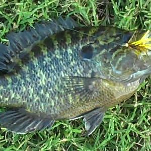 Fly Fishing in a Neighborhood Pond