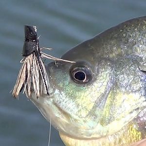 Panfish Porn - Fly Fishing for Bluegill Bream on Fly