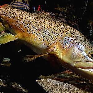 Once Upon a Time in Heaven - Flyfishing New Zealand 2013