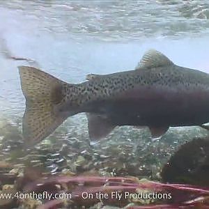 Fly fishing Spawning Rainbow Trout