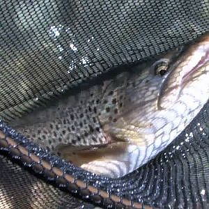 Fly Fishing New Zealand  - Trophy Brown Trout