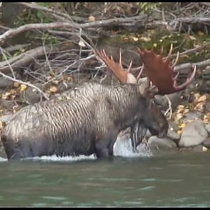 Fly Fishing for Sustut River Steelhead - Part 1