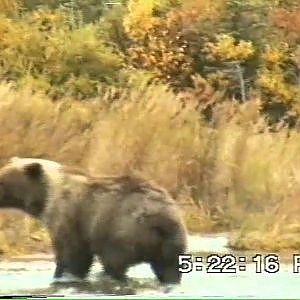 Jim & Jim Fly Fishing Brooks River Katmai National Park Alaska