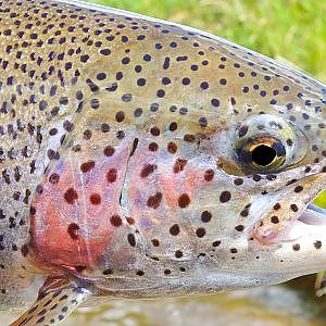 Fly Fishing Deckers South Platte Deckers Colorado