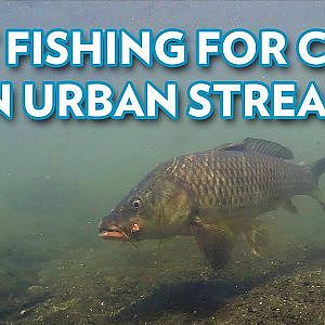 Fly Fishing for Carp in Urban Stream / フライフィッシングで釣るコイ