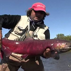 Lachs: Fliegenfischen in Alaska