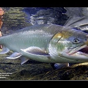 Nunavik - Fliegenfischen im Land der Eisbären