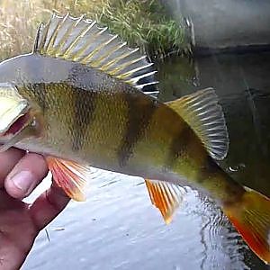 Perch on fly - Fliegenfischen auf Barsch