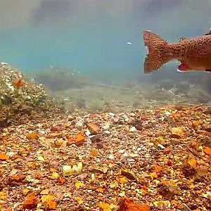 Fliegenfischen  - Nymphenfischen im Frühjahr