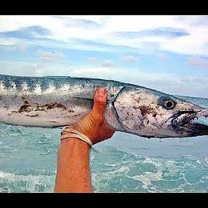 Surf Fishing - Big Barracuda