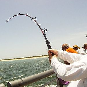 Goliath Grouper Fishing at Sebastian