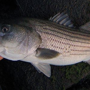 Striped Bass Fishing - Surf Bucktailing Rocky Shorelines