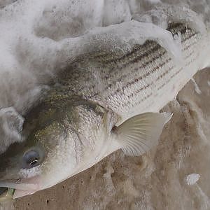 Surf Fishing for Stripers - The Beach Lip