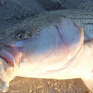 Surfcasting for Striped Bass with Bucktails in Calm Surf