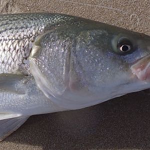 Beach Fishing for Stripers - Bucktailing Swells