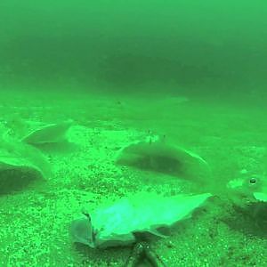Underwater GoPro footage near a wreck in Shetland