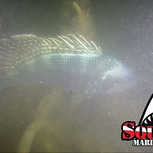 THE PERKO FISHING WRECK - NEW HAVEN CT - SQUALUS MARINE DIVERS