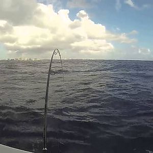 South Florida Wreck Fishing - Amber Jack - Letting the Cabo Stretch its Legs