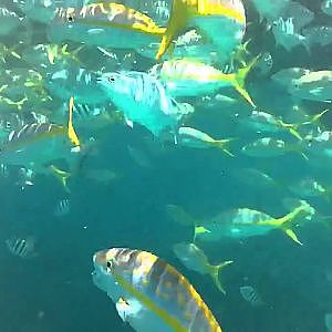 barracuda attacking fish sombrero reef
