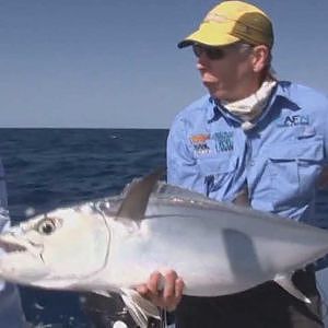 Tropical Tuna Trolling Marin Reef on Nomad Sportfishing Adventures