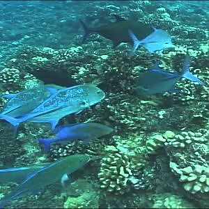 Best Hawaiian Reef Fish Frenzy