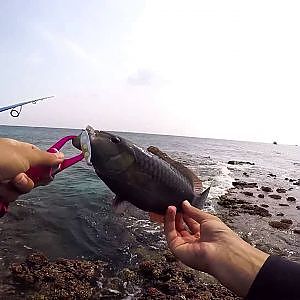 GoPro:蛙スプーンでリーフ攻略。ーReef Fishing in japan.ー
