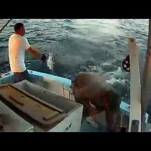 Commercial fishing crushing the mackerel