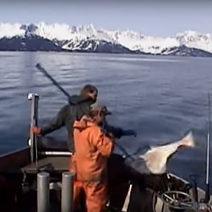 Commercial fishing for halibut in Alaska