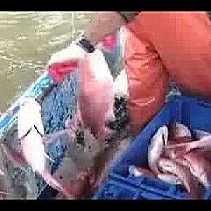 COMMERCIAL FISHING FOR RED SNAPPER