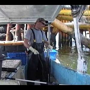 COMMERCIAL FISHING FOR MANGROVE SNAPPER AND SCHOOLMASTER SNAPPER