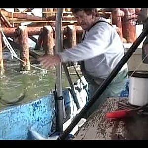 COMMERCIAL FISHING FOR POMPANO ON A OIL RIG