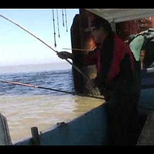 COMMERCIAL FISHING FOR RED SNAPPER AND SHEEPHEAD WITH CANE POLES