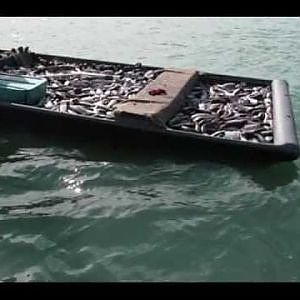 COMMERCIAL NET FISHING IN FLORIDA  WITH CASTNETS AND 100% LEGAL SEINS THE BEST OF 2011