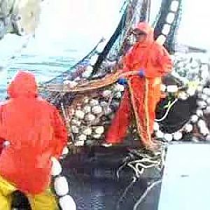 Alaskan commercial Salmon fishing- huge catch