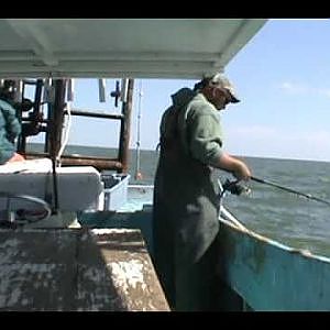 COMMERCIAL FISHING FOR SHEEPSHEAD WITH CANE POLES AND ROD AND REEL