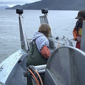 Commercial Salmon Fishing - Prince Rupert, BC