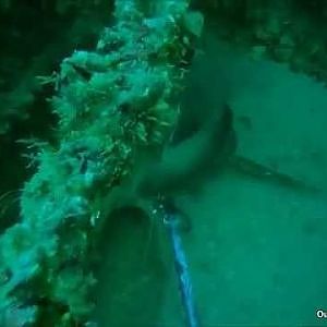 Commercial spear fishing gag grouper in the Gulf of Mexico